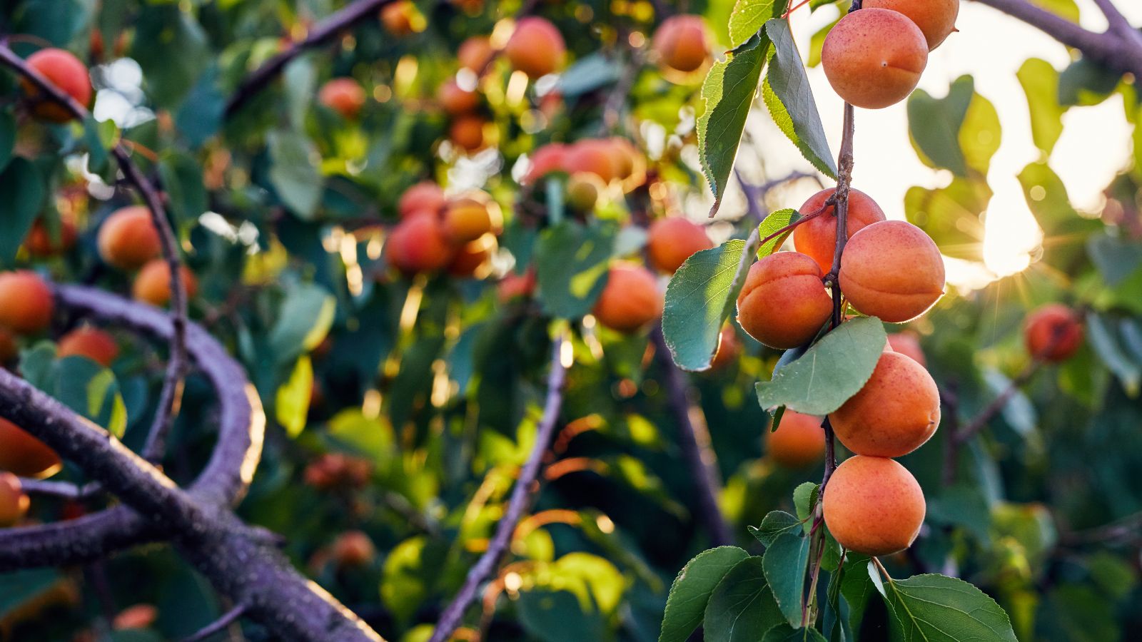 Apricot tree branches with ripe fruit in warm sunlight