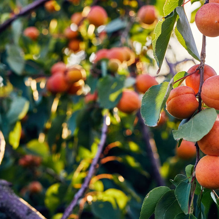 Apricot tree branches with ripe fruit in warm sunlight