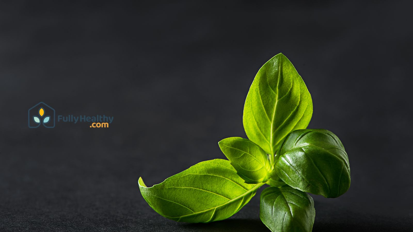Fresh basil leaf on dark background showing vibrant green color