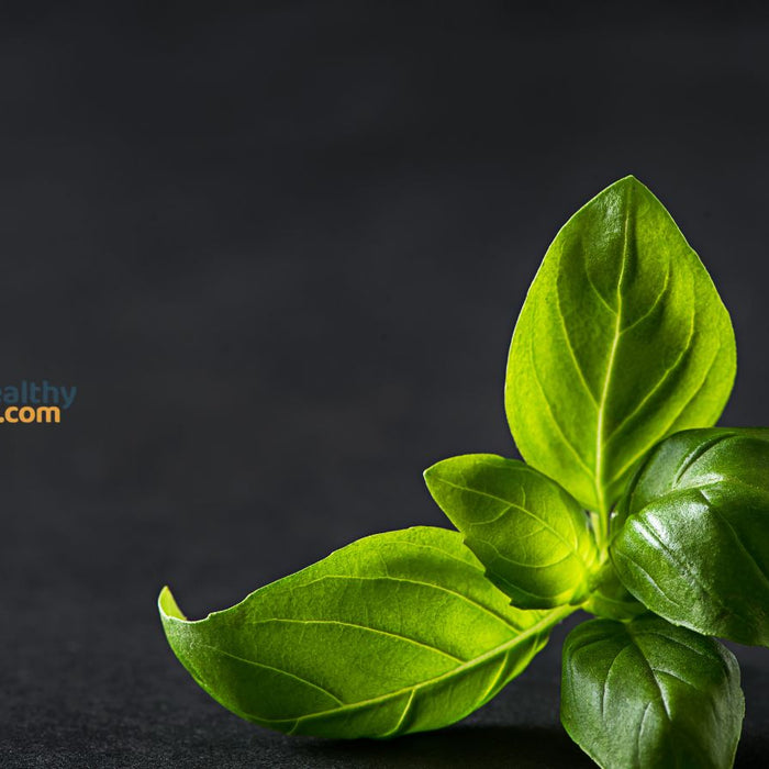 Fresh basil leaf on dark background showing vibrant green color