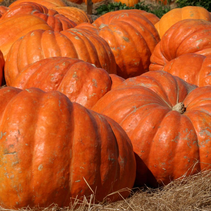 Large orange pumpkins clustered on straw in sunny outdoor patch.