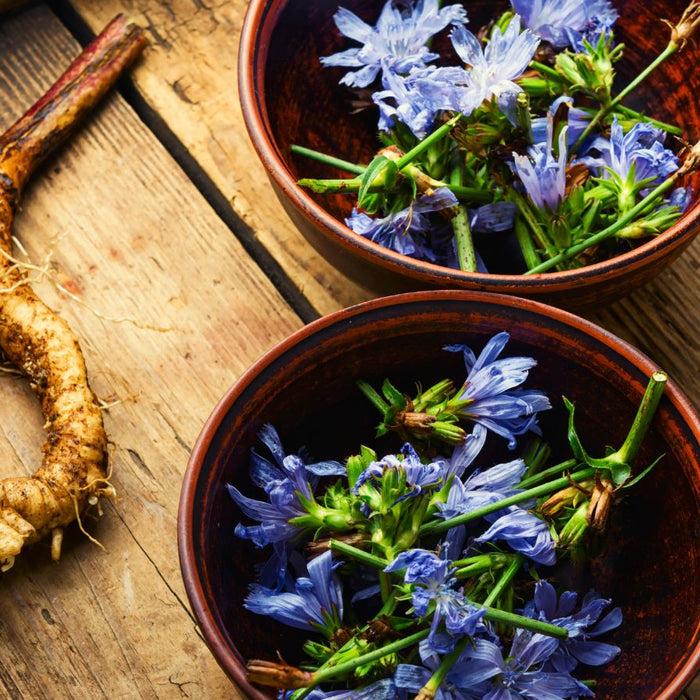 Fresh chicory roots and blue chicory flowers in ceramic bowls on a wooden table.