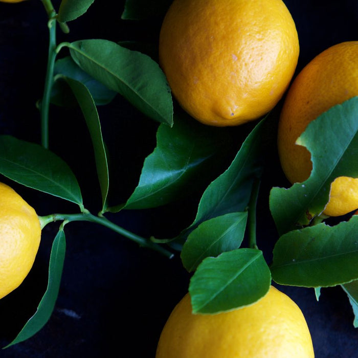 Fresh lemons with green leaves placed on dark textured background