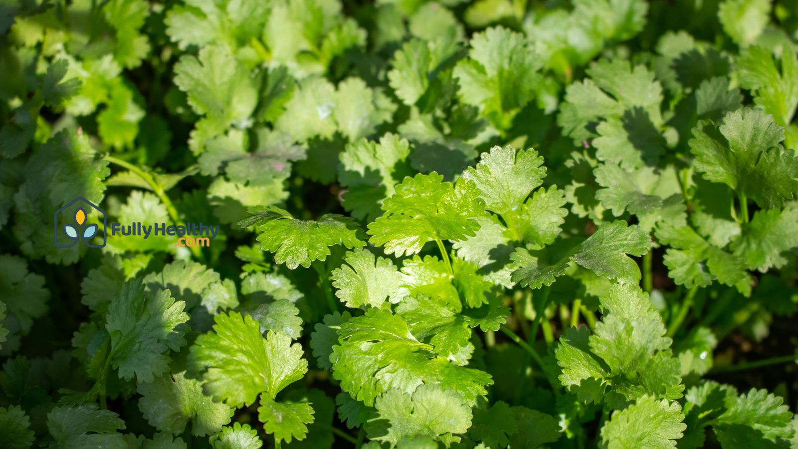 Fresh cilantro plants growing in garden with bright green leaves