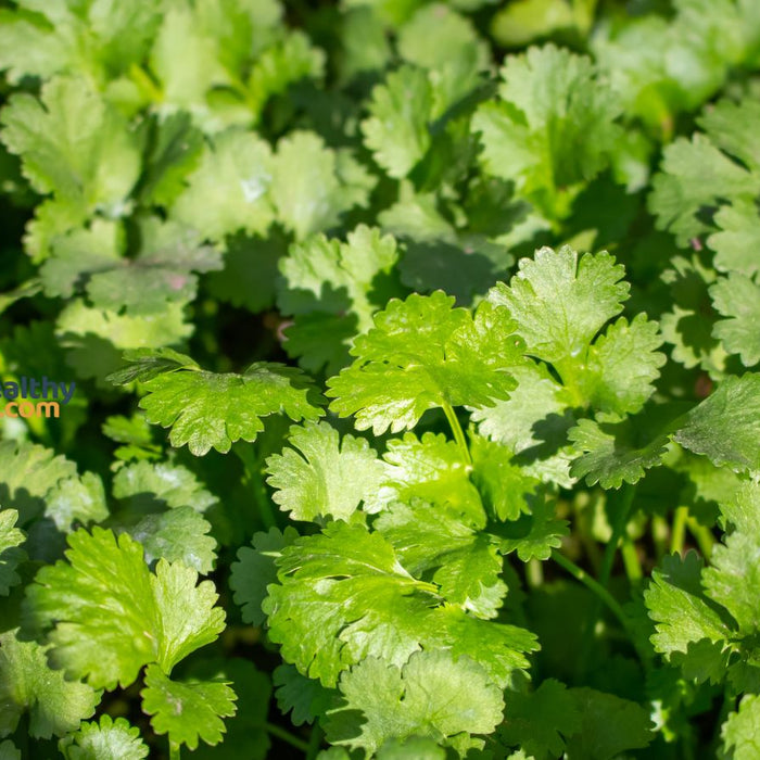 Fresh cilantro plants growing in garden with bright green leaves