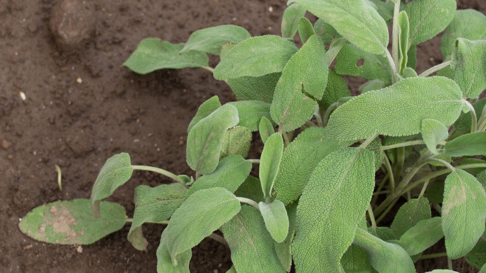 Fresh sage plant growing in soil garden bed.