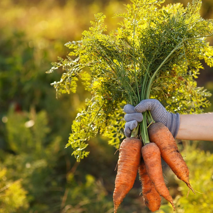 Gloved hand holding freshly harvested carrots with leafy green tops.