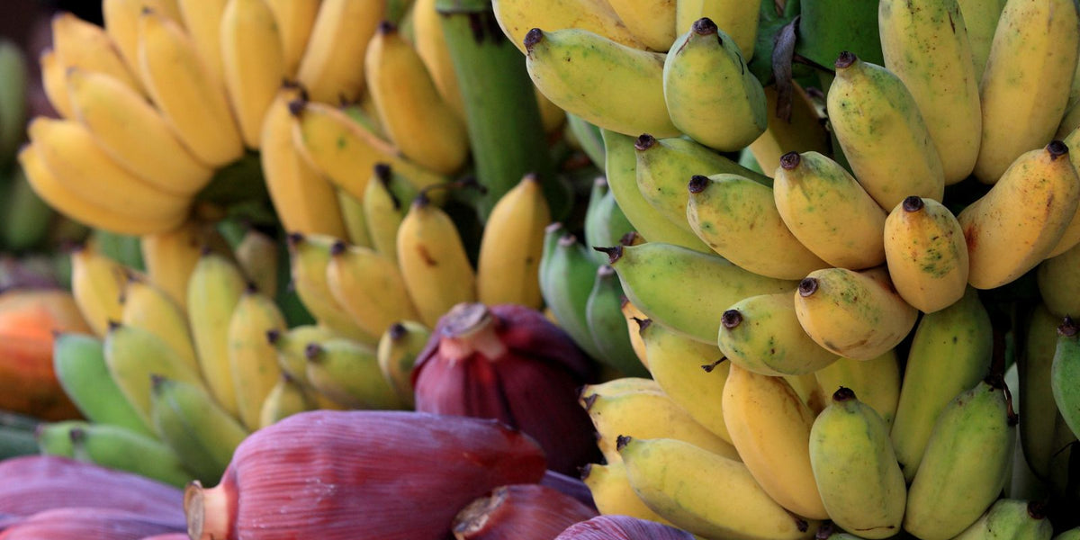 Does a Banana Have Seeds? What Makes Store Bananas Seedless?