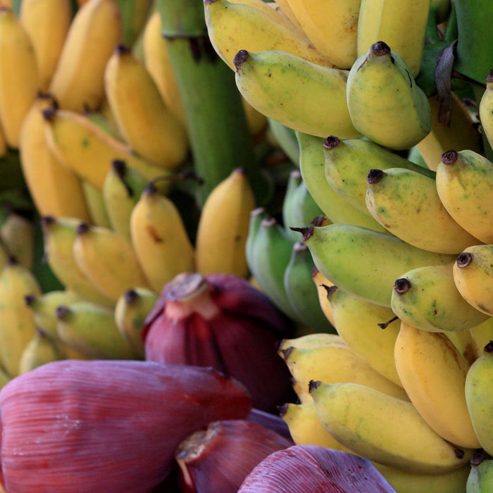 Bunches of yellow bananas with pink banana blossoms on stalk.
