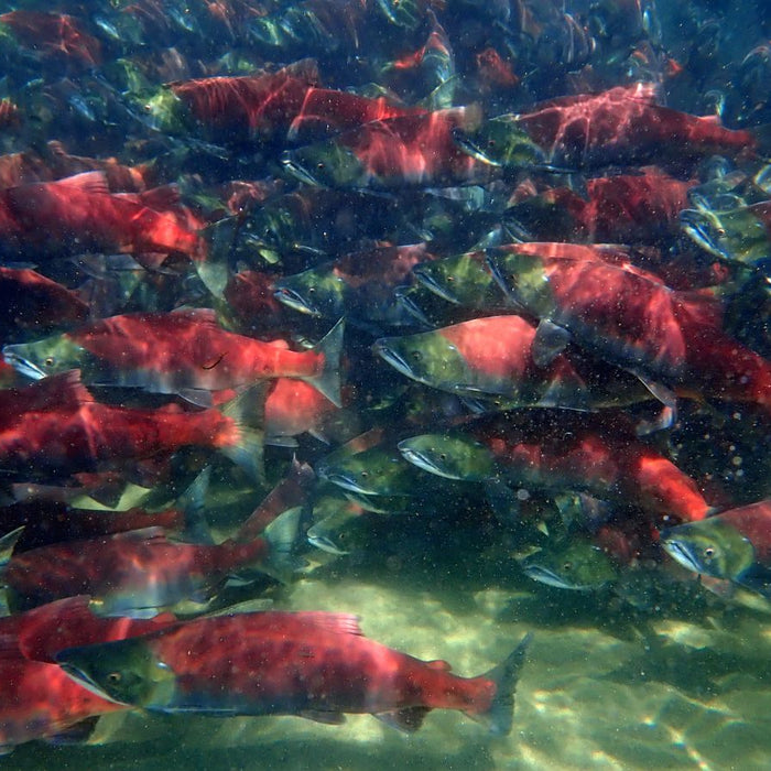 School of salmon underwater in clear river water.