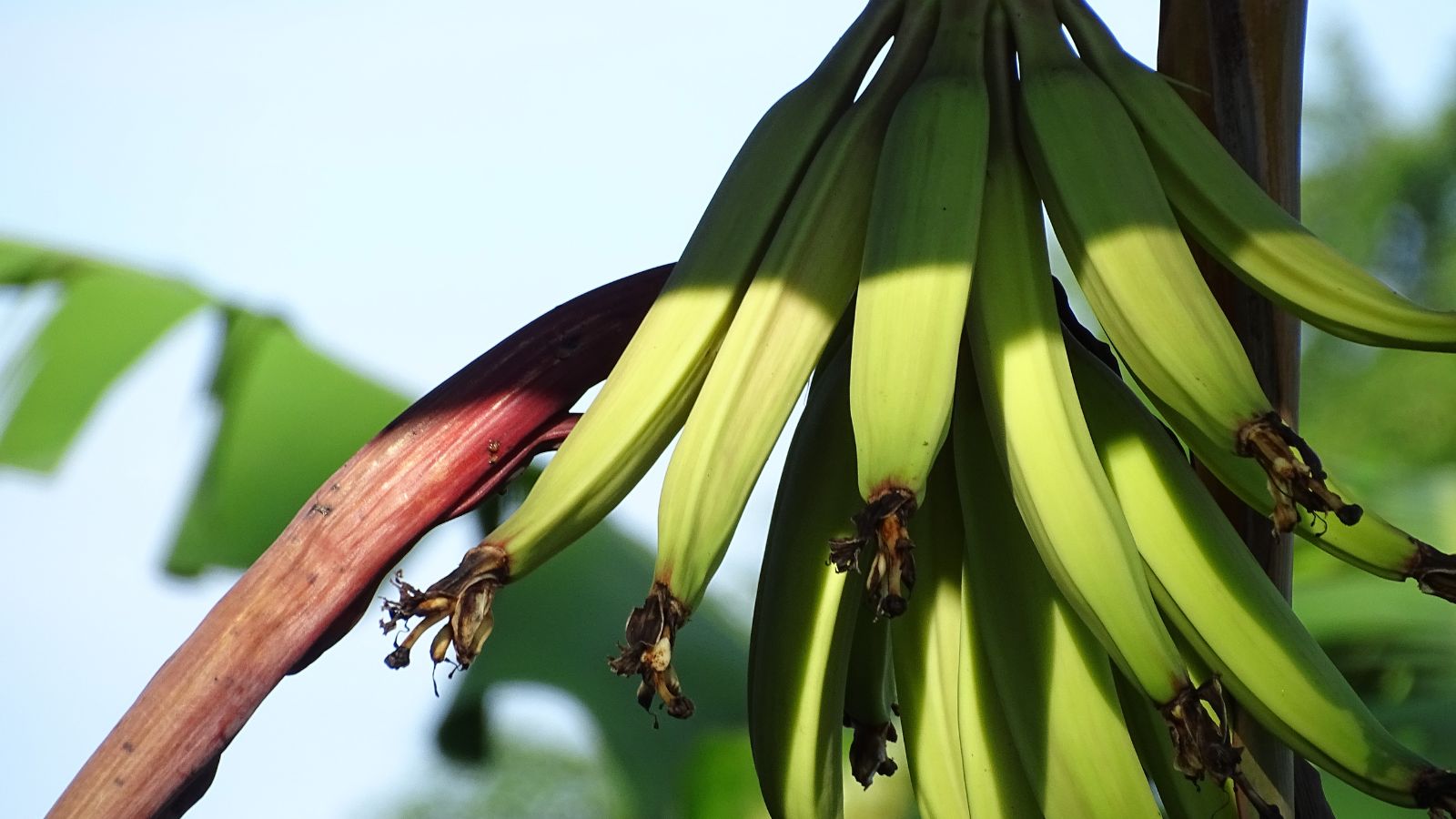 Cluster of unripe green bananas hanging from stalk with banana blossom.