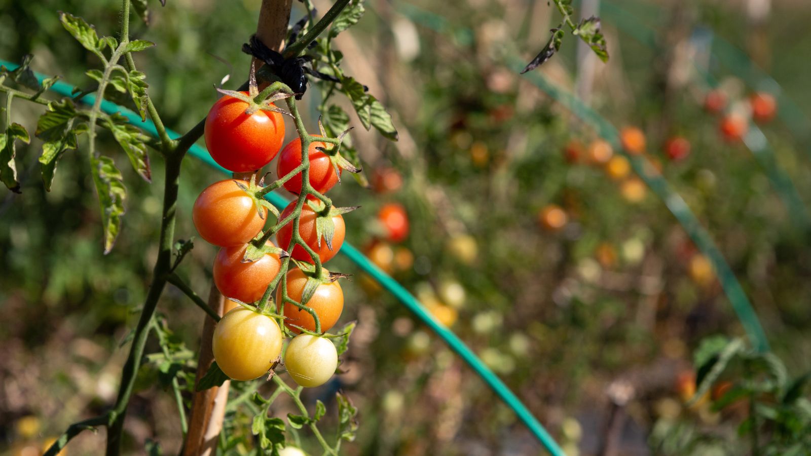 Cherry tomatoes ripening on the vine in a sunny home garden