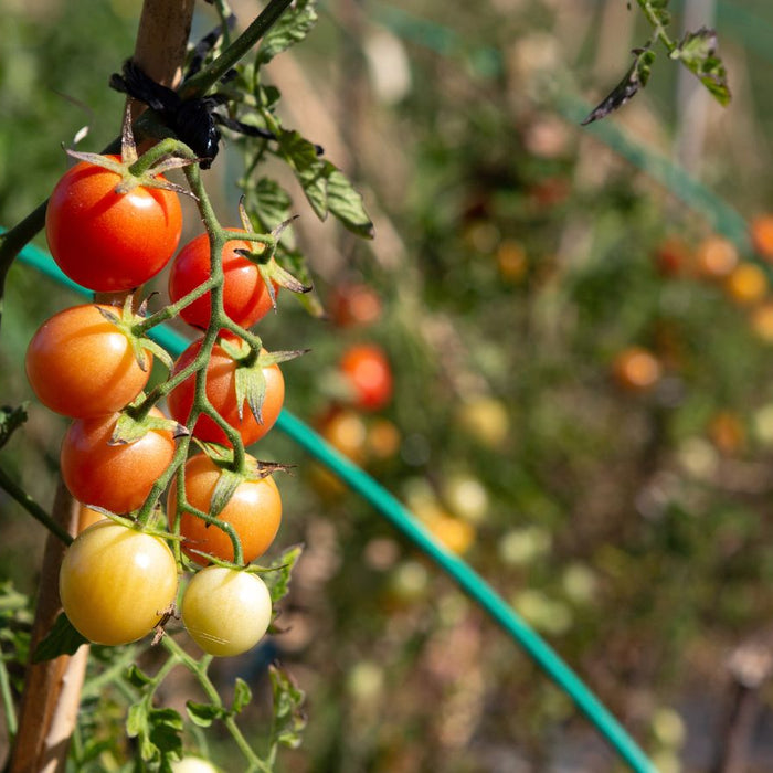 Cherry tomatoes ripening on the vine in a sunny home garden