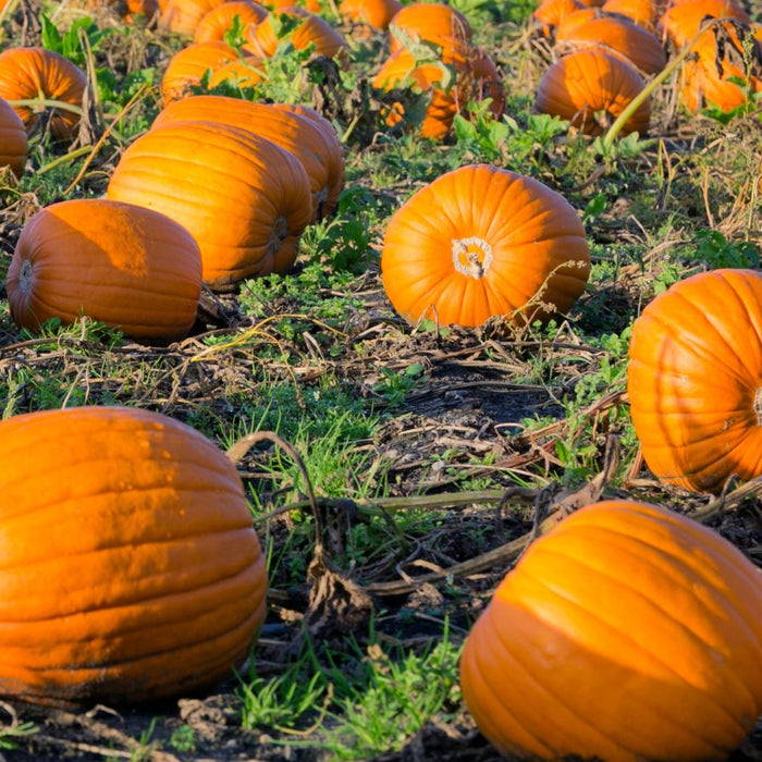 Orange pumpkins scattered across a green field with dried vines.