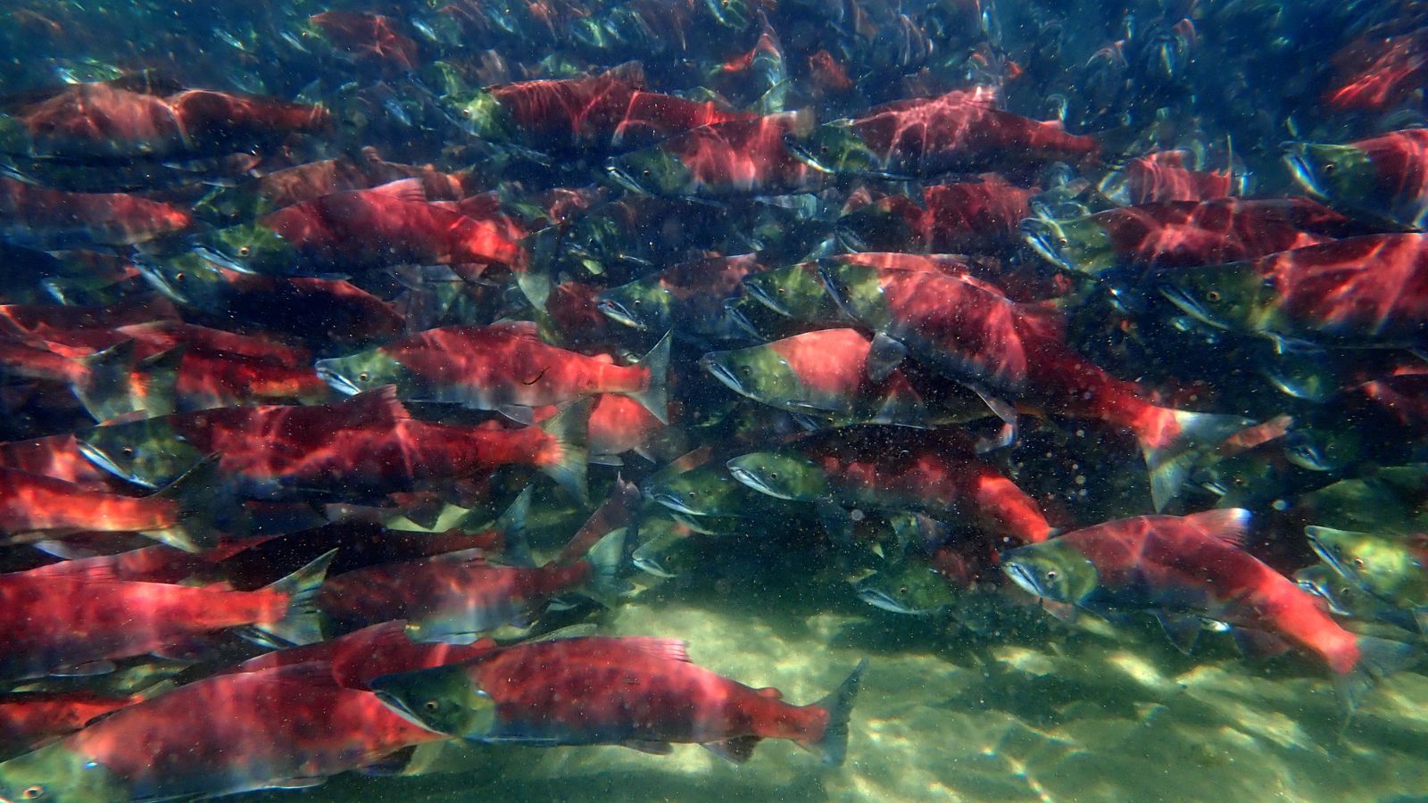 School of salmon underwater in clear river water.