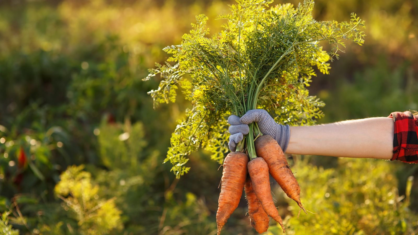 Gloved hand holding freshly harvested carrots with leafy green tops.