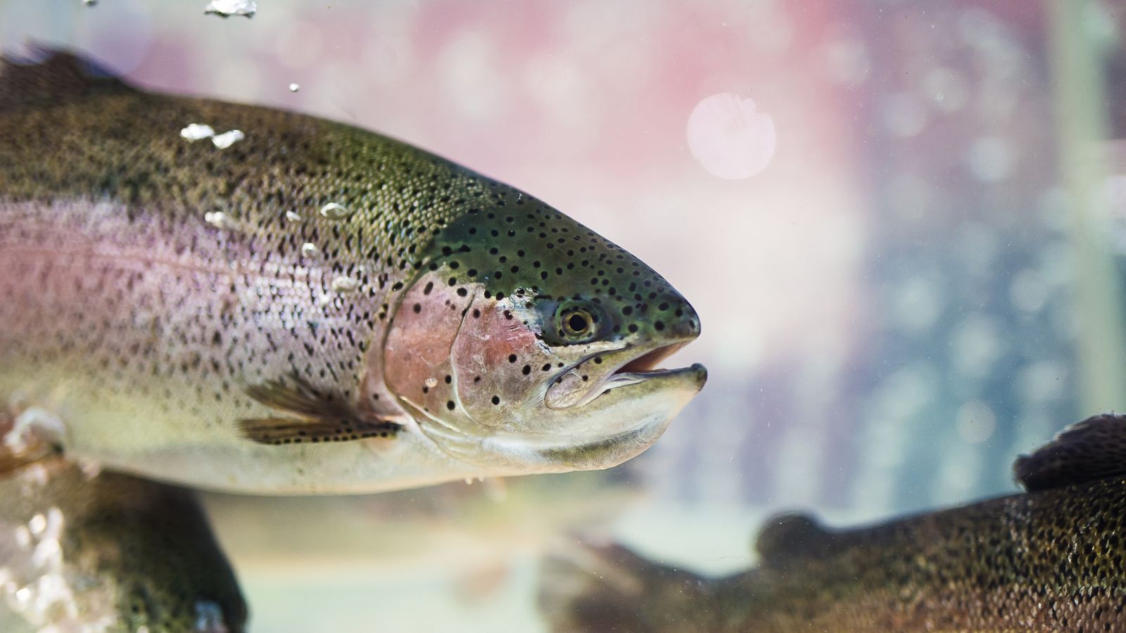 Fresh steelhead fish underwater close-up showing scales and natural colors