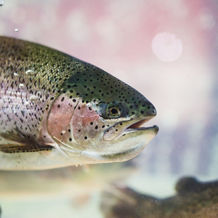 Fresh steelhead fish underwater close-up showing scales and natural colors