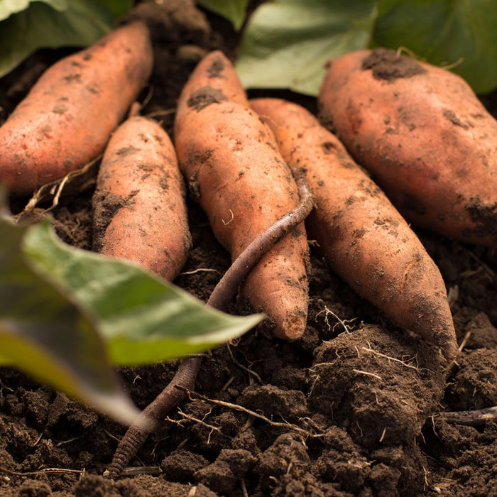Sweet potatoes freshly harvested from the soil.