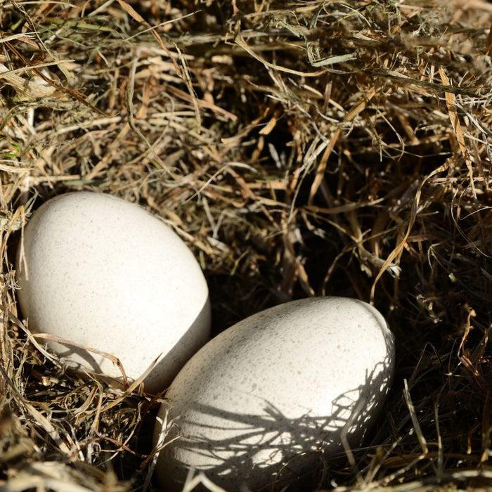 Two turkey eggs resting in a natural hay nest under sunlight close-up view