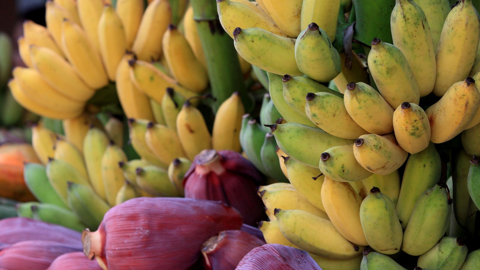 Bunches of yellow bananas with pink banana blossoms on stalk.