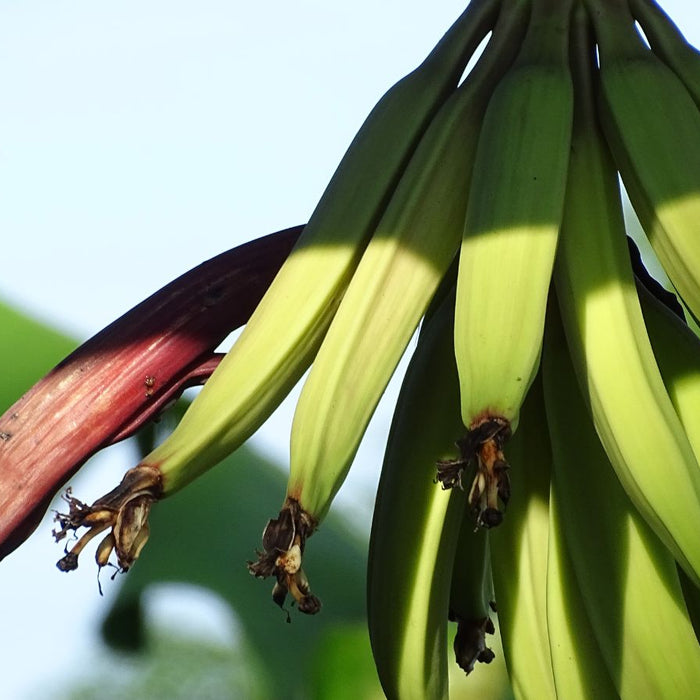 Cluster of unripe green bananas hanging from stalk with banana blossom.