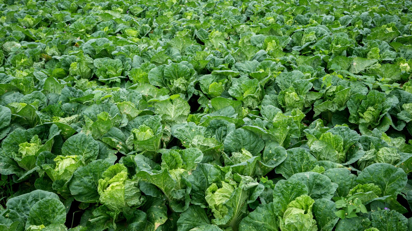 Green leafy lettuce plants growing densely in a farm field under sunlight
