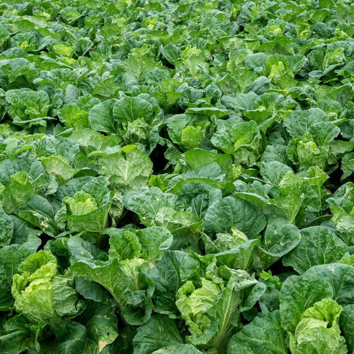 Green leafy lettuce plants growing densely in a farm field under sunlight