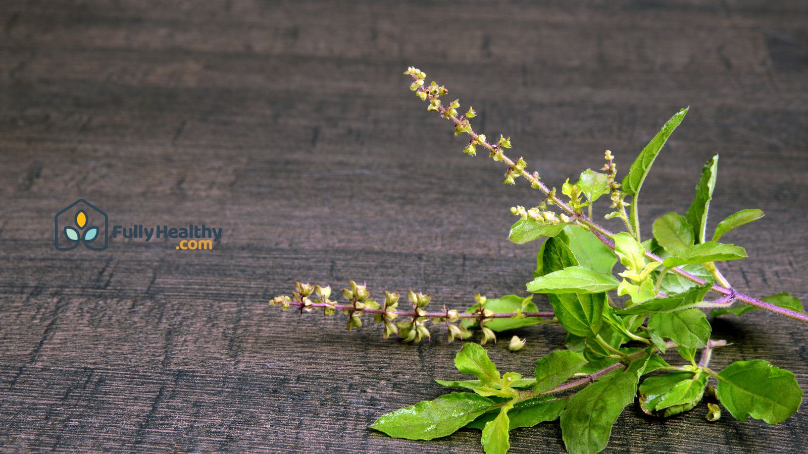 Holy basil sprigs with flowers on wooden table background