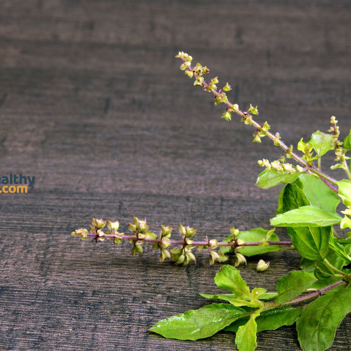 Holy basil sprigs with flowers on wooden table background