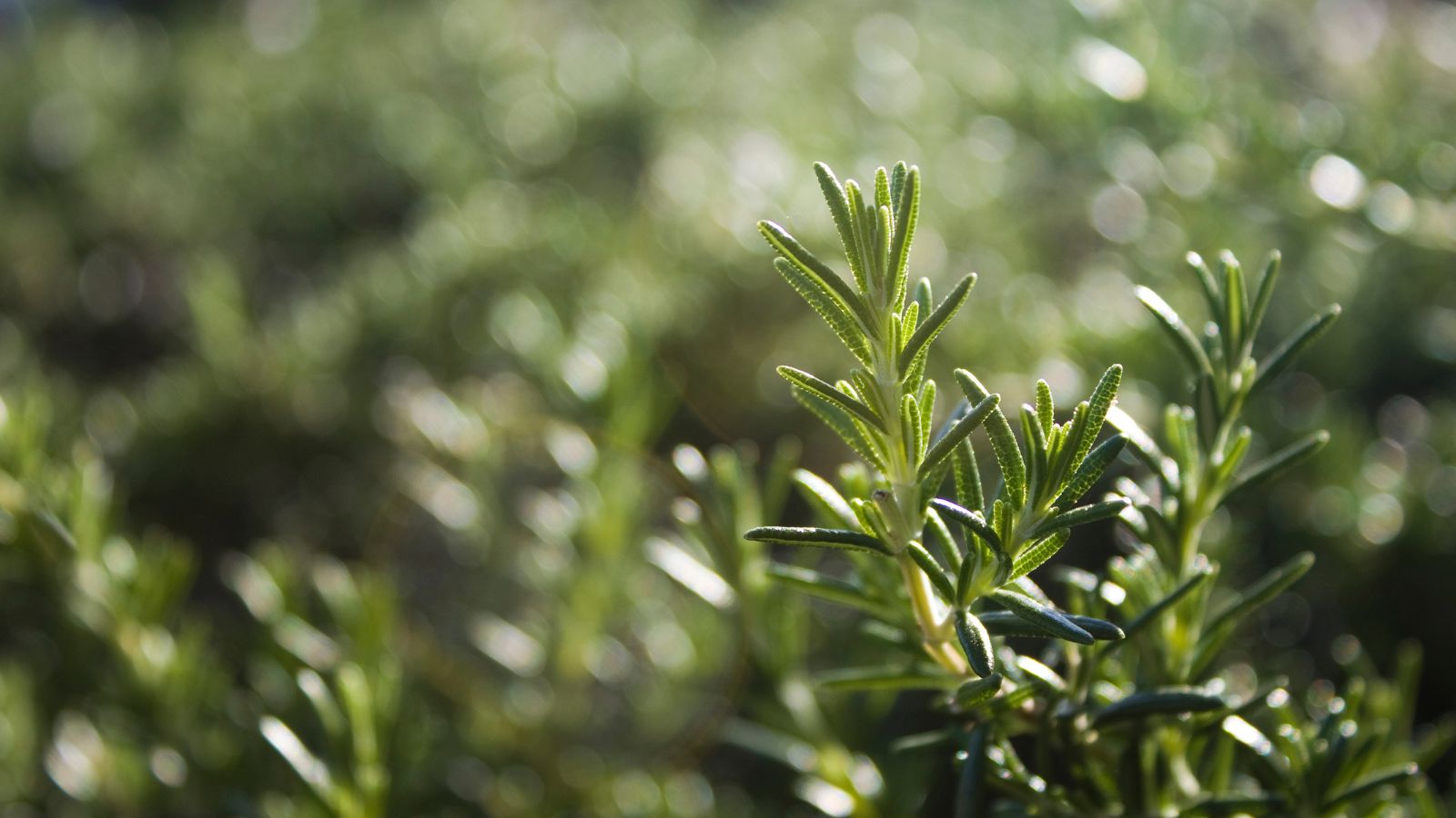 Fresh rosemary herb sprig with blurred green background in sunlight