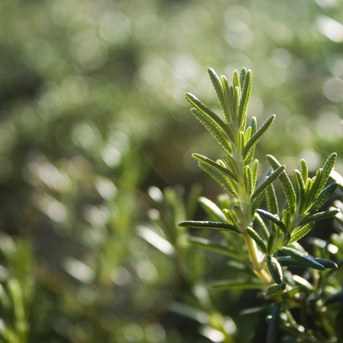 Fresh rosemary herb sprig with blurred green background in sunlight