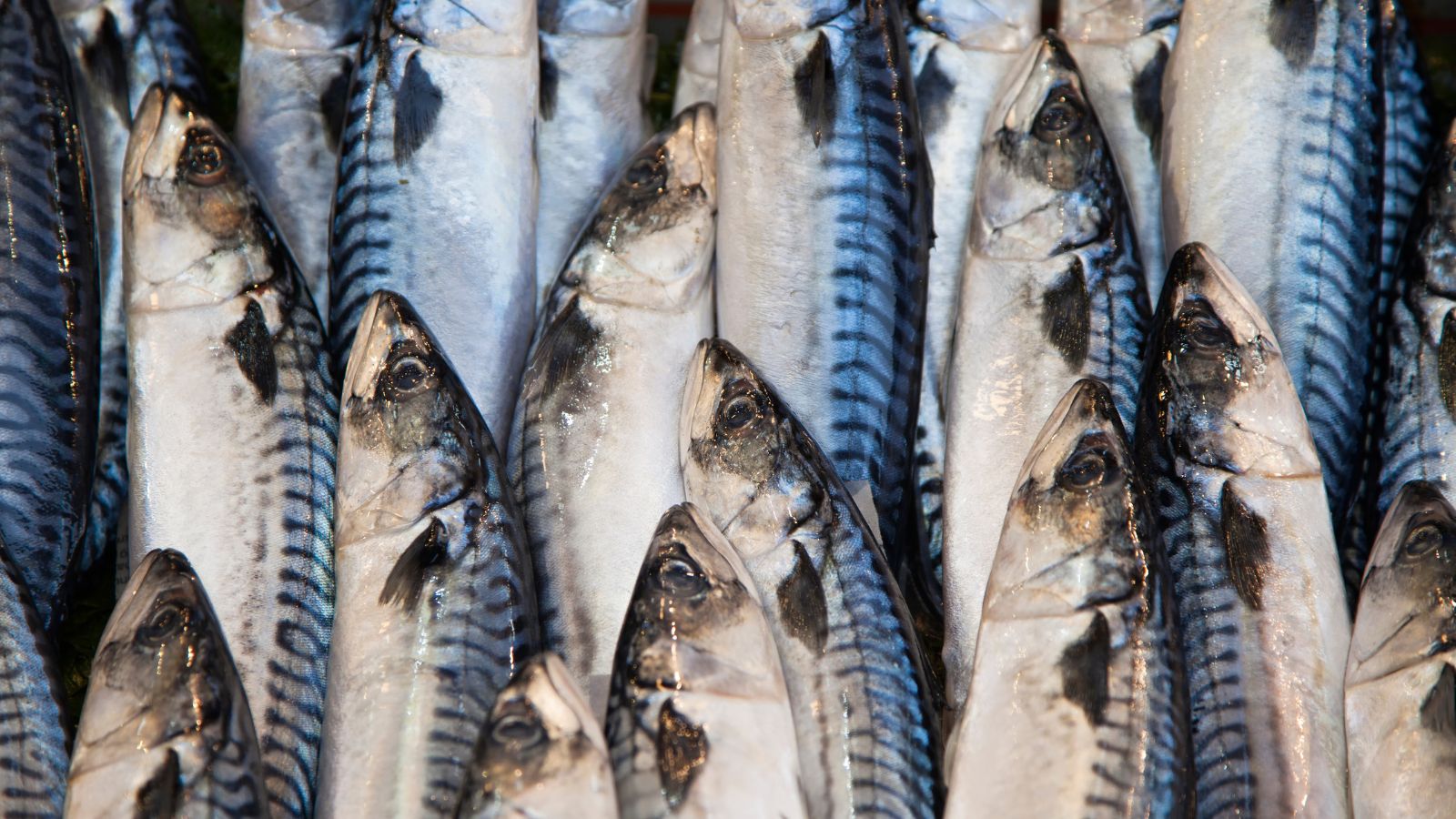 Fresh mackerel fish arranged on ice at seafood market display