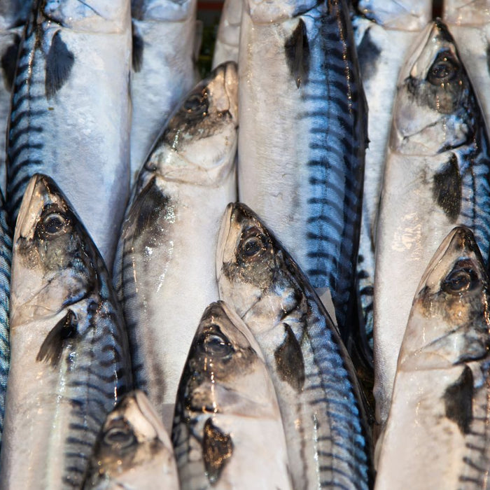 Fresh mackerel fish arranged on ice at seafood market display