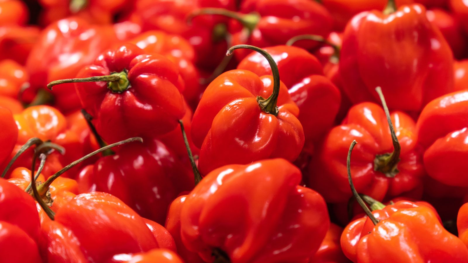 Bright red habanero peppers piled together in a close-up shot.