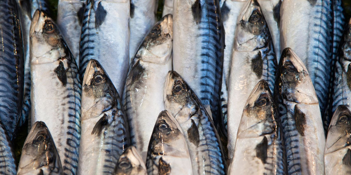 Is Mackerel Good for You? Why Fish Lovers Swear by It