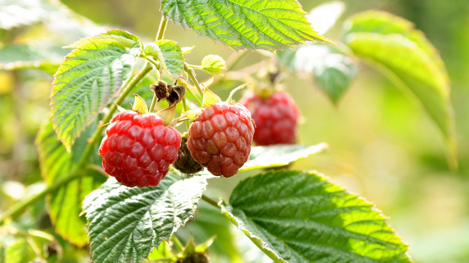 Fresh ripe raspberries growing on green bush in sunlight