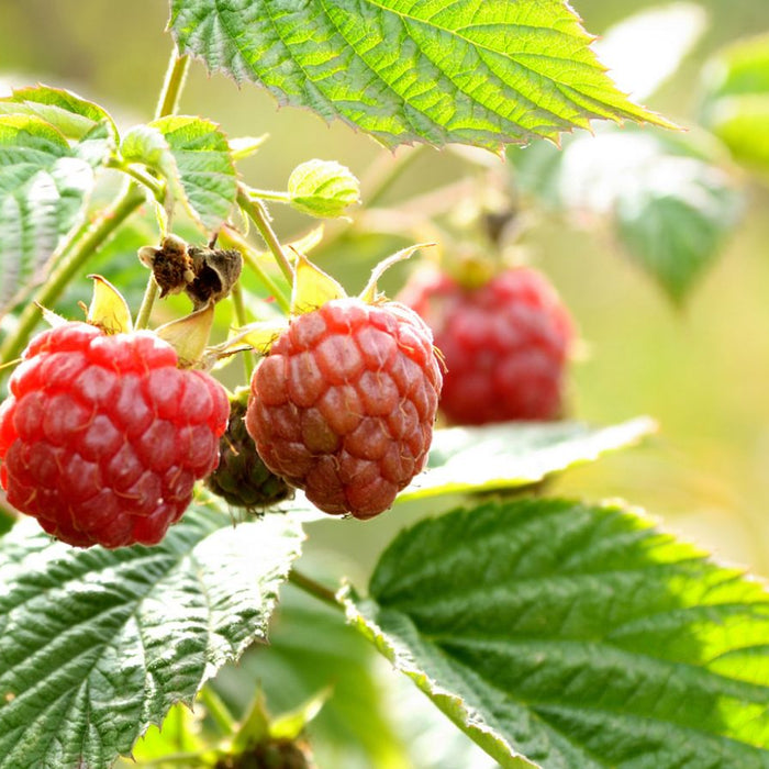 Fresh ripe raspberries growing on green bush in sunlight