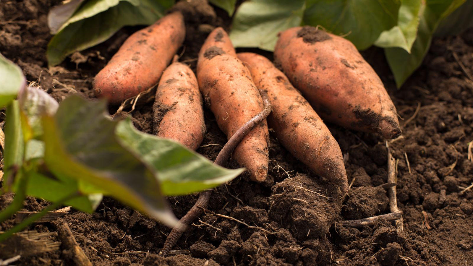 Sweet potatoes freshly harvested from the soil.