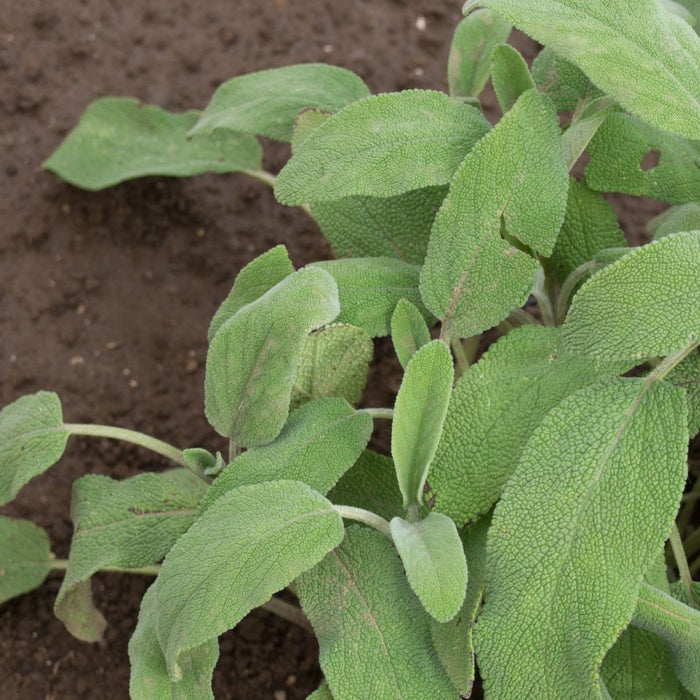 Fresh sage plant growing in soil garden bed.