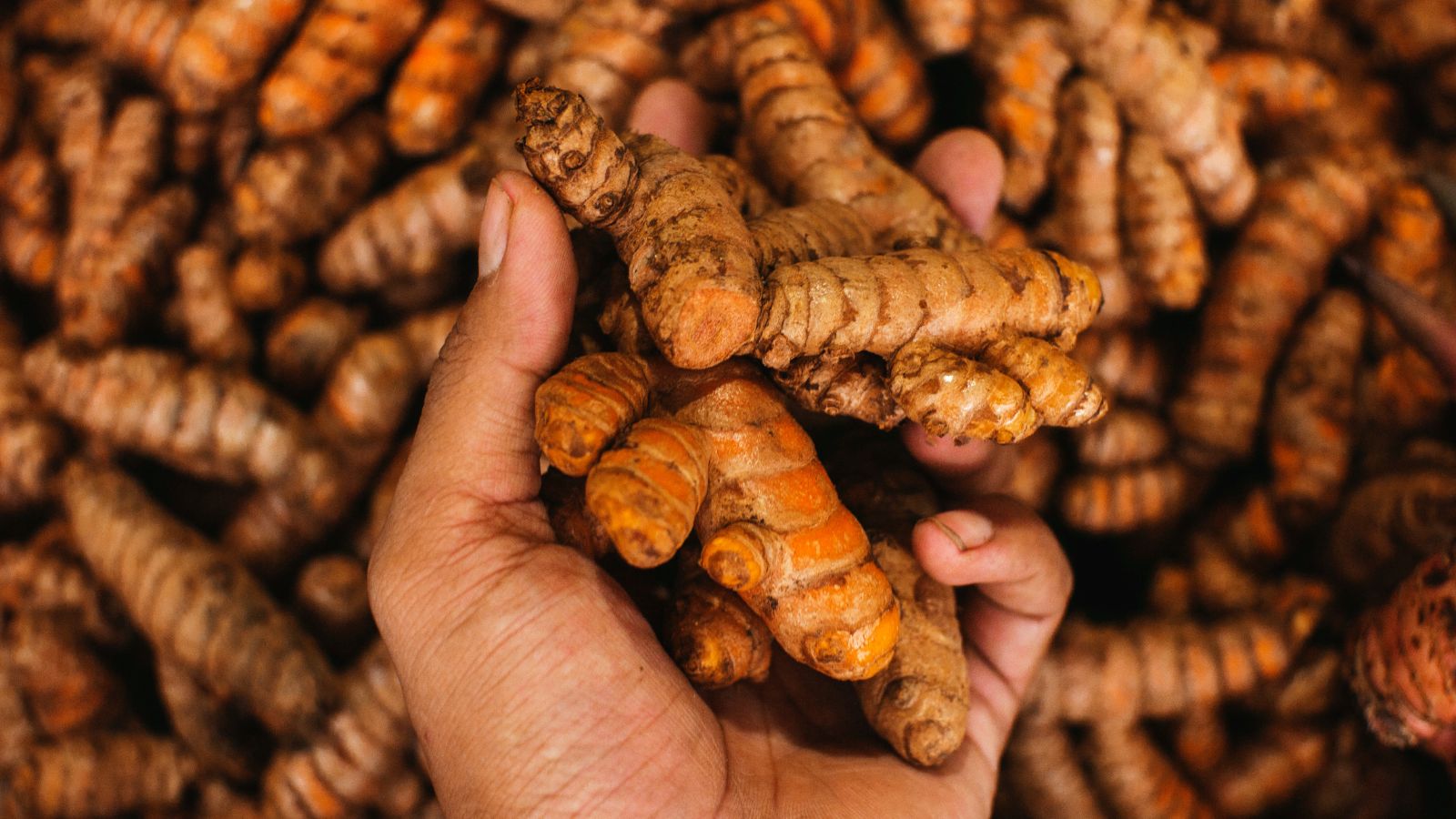 Hand holding fresh turmeric roots for cooking or natural health use