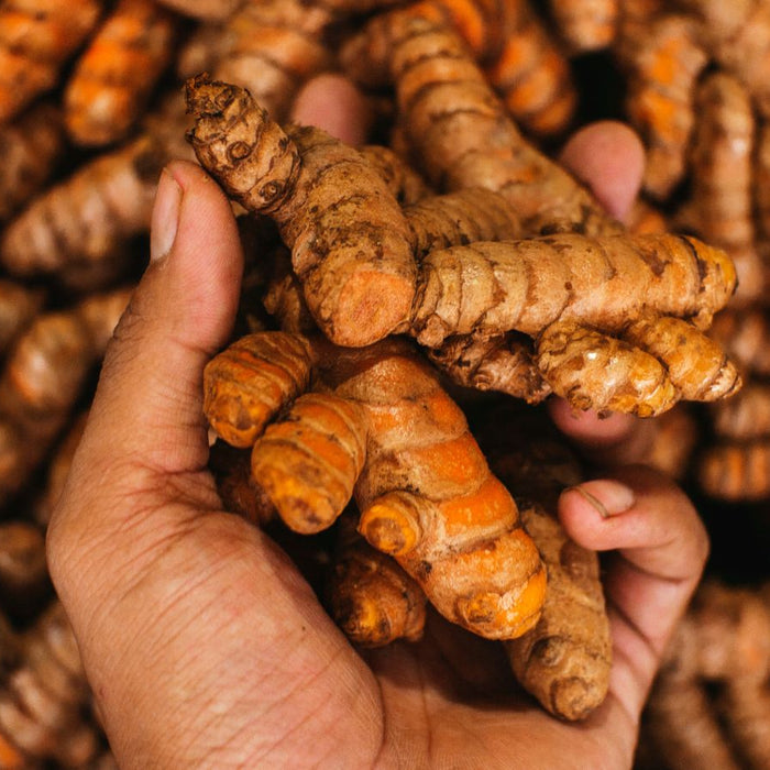 Hand holding fresh turmeric roots for cooking or natural health use