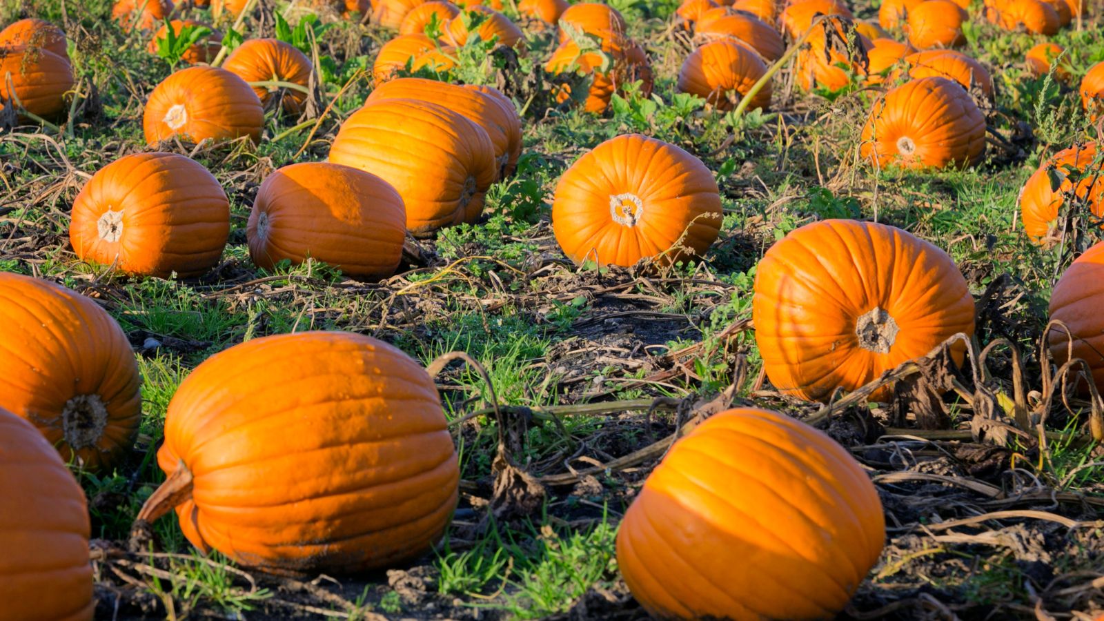Orange pumpkins scattered across a green field with dried vines.
