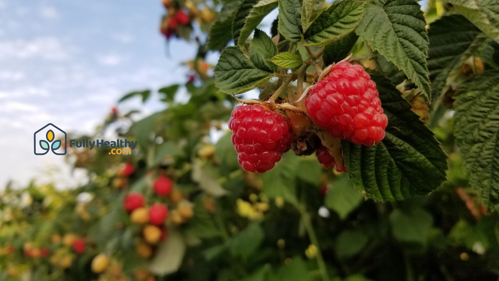 Cluster of ripe raspberries hanging on green leafy branch