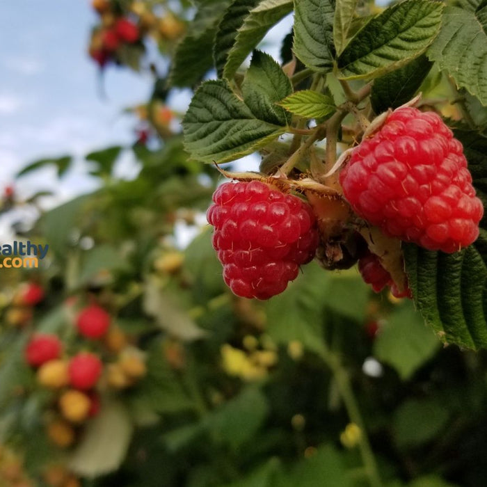 Cluster of ripe raspberries hanging on green leafy branch