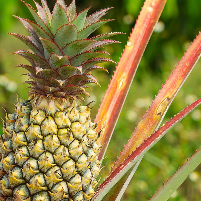 Close-up of ripe pineapple growing on the plant in a field.