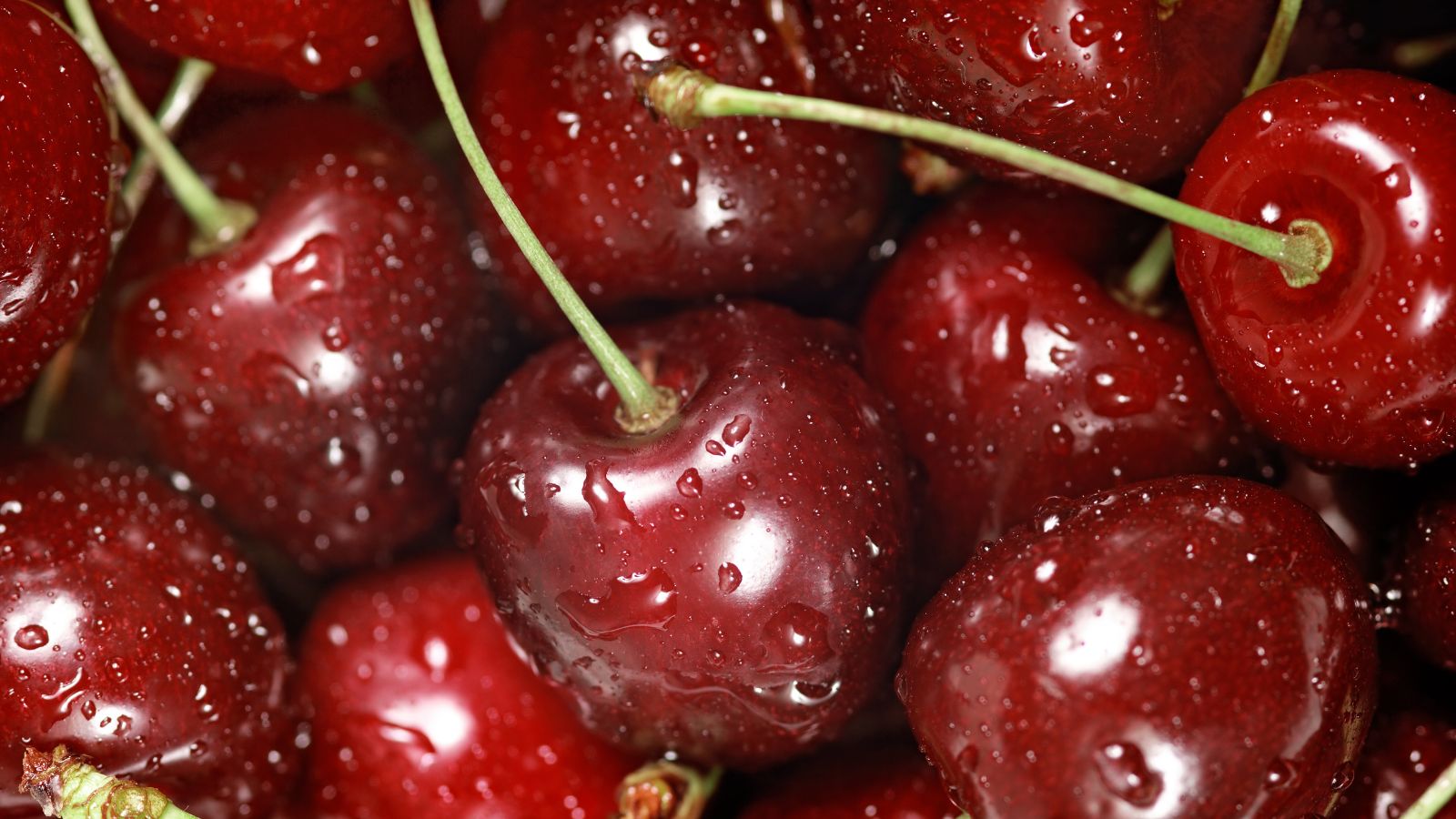 Fresh red cherries with water droplets, close-up macro view
