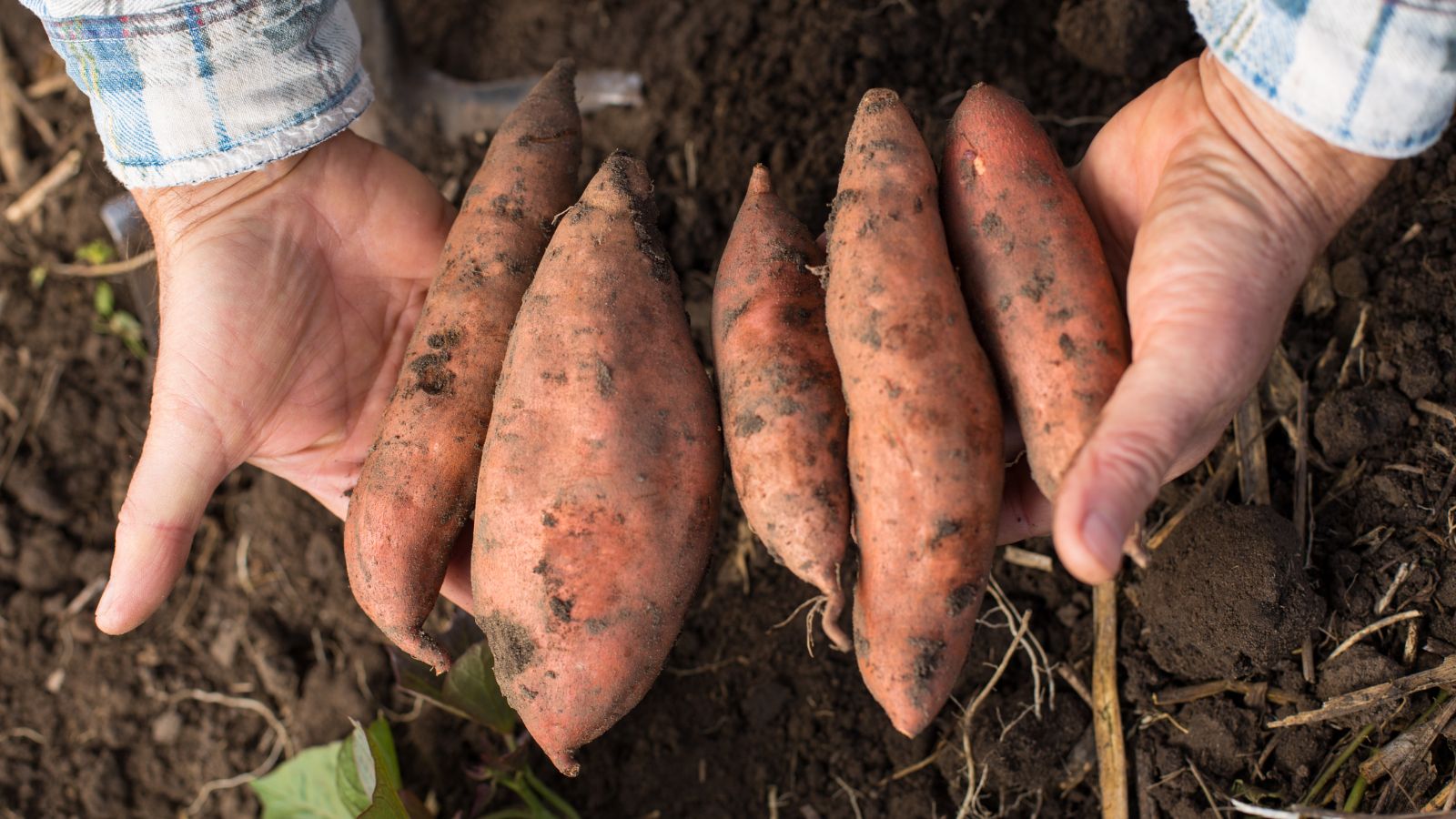 Farmer holding freshly harvested sweet potatoes in both hands.