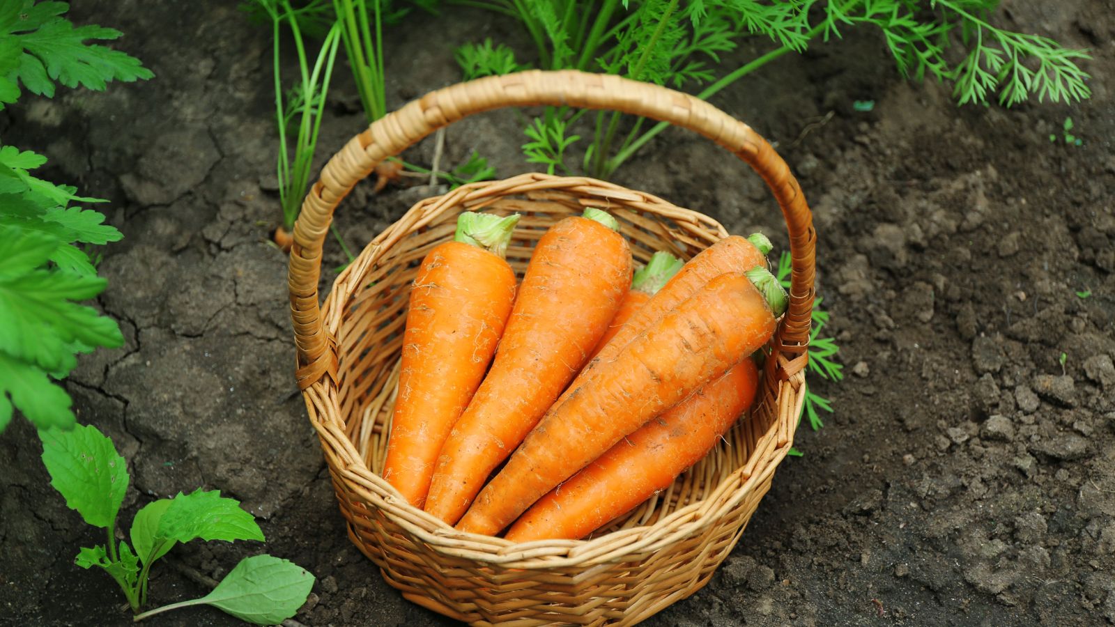 Wicker basket filled with fresh carrots resting on garden soil.