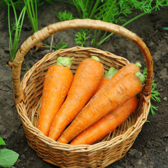 Wicker basket filled with fresh carrots resting on garden soil.
